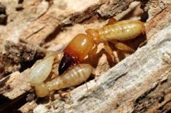 Termite Control Sydney