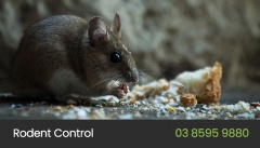 Eco Pest Control Melbourne